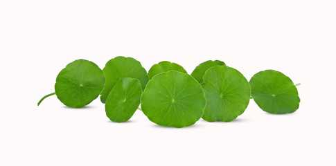 Green Asiatic Pennywort on white background
