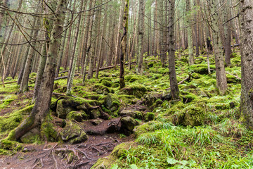 green pine forests in mountain