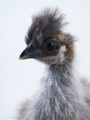 Chicken rare breed chickens Chinese silk. Portrait on white background