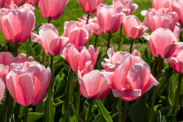 Pink Tulips in full bloom.