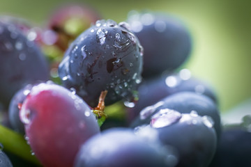 Cabernet black grape, red wine made from such grapes. Cabernet Sauvignon grapes. winegrowers grapes on vine. red wine. Harvest concept. Ingredients for production of wine. Home winemaking