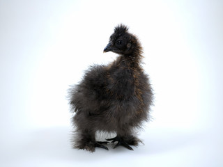 Chicken rare breed chickens Chinese silk. Portrait on white background
