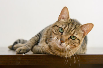 charming cat on the table