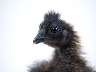 Chicken rare breed chickens Chinese silk. Portrait on white background