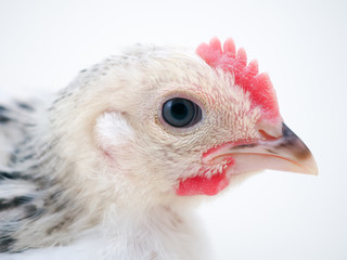 Portrait of a young chicken on a white background
