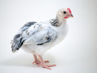 Portrait of a young chicken on a white background