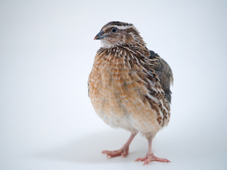 Portrait of a quail on a white background