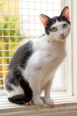 Fototapeta premium black and white cat sitting on window with grid