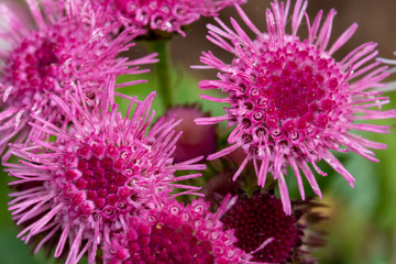 A close-up photo of pink Ageratum blossoms.