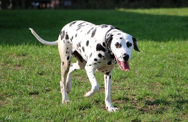 beautiful dalmatian dog is walking in the garden