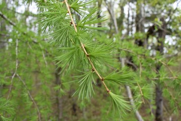 Needles of a tamarack pine tree