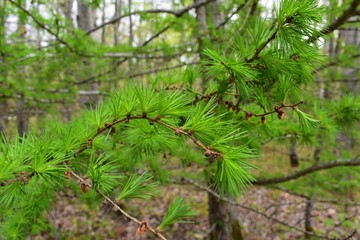 Needles of a tamarack pine tree Branch