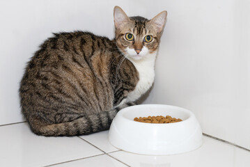 .the cat doesn't want to eat