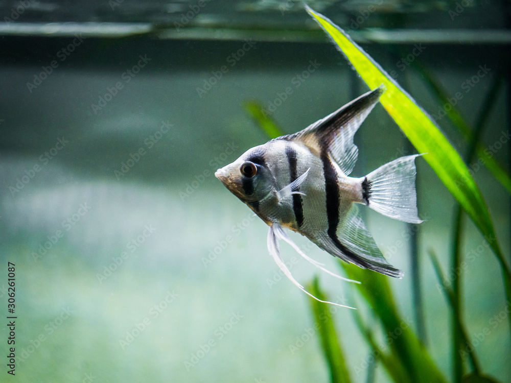 Wall mural Zebra Angelfish in tank fish (Pterophyllum scalare)