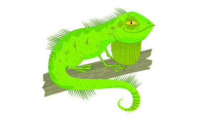 Iguana