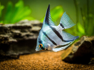 Zebra Angelfish in tank fish (Pterophyllum scalare)