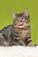 hungry cat on a green background,