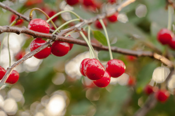 soft focus of red ripe cherries with green leaves on branch in front of blurred backgroung with bokeh effect
