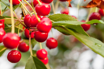soft focus of red ripe cherries with droplets and green leaves on branch in front of blurred backgroung