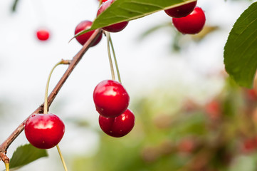soft focus of red ripe cherries with droplets and green leaves on branch in front of blurred background