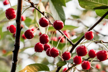 soft focus of red tasty wet cherries and green leaves on branch in front of sky