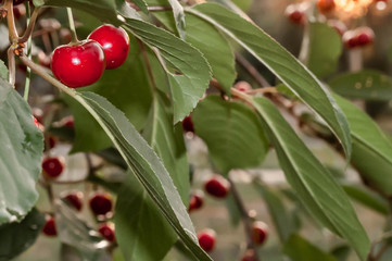 selective focus of red tasty cherries between green leaves on tree in front of blurred sky with sunshine