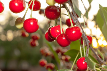 soft focus of red cherries on branch with green leaves on blurred backgroung and sky with sunlight