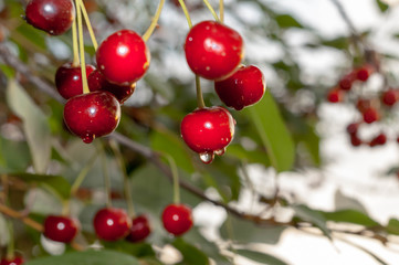 selective focus of branch with red cherries on blurred backgroung with copy space