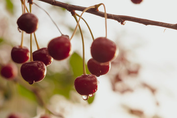 soft focus of red wet cherries raindrops on branch with green leaves on blurred backgroung and sky