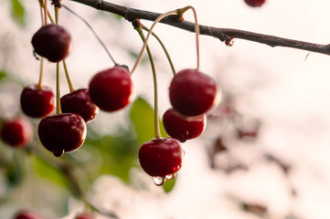 soft focus of branch with red cherries with dew and raindrops on blurred backgroung and green leaves