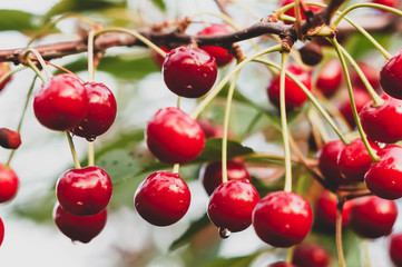 selective focus of red tasty wet cherries with dew and raindrops on branch in front of blurred green leaves on tree