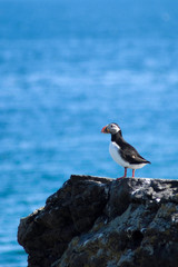 Puffin on rocks with ocean background.