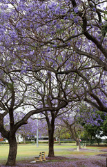 Fototapeta na wymiar Vibrant purple jacaranda flowers on trees, Brisbane, Queensland, Australia