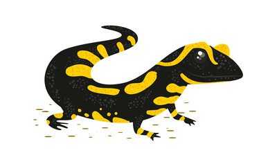 Salamander