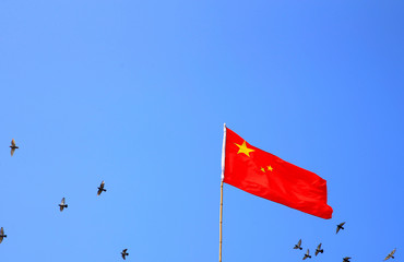 Many pigeons fly around the fivestar red flag