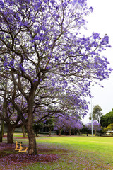 Fototapeta premium Vibrant purple jacaranda flowers on trees, Brisbane, Queensland, Australia