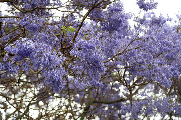 Vibrant purple jacaranda flowers on trees, Brisbane, Queensland, Australia