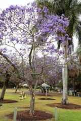 Vibrant purple jacaranda flowers on trees, Brisbane, Queensland, Australia