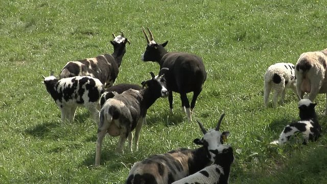 Four-horned black and white sheep known as the biblical race of Jacob's sheep (Ovis ammon f. aries) grazing and resting.