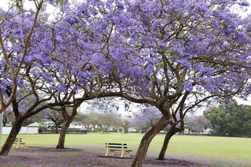 Vibrant purple jacaranda flowers on trees, Brisbane, Queensland, Australia