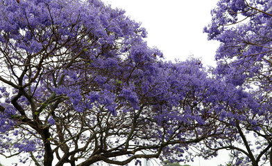 Vibrant purple jacaranda flowers on trees, Brisbane, Queensland, Australia