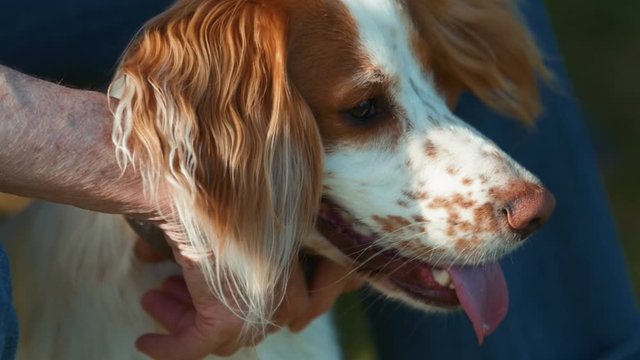 Close up of cute English Springer Spaniel dog