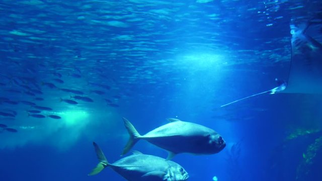atlantic devil ray biology aquarium 4k
