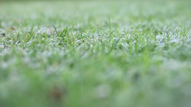 Winter. The first frost on the grass. The lawn is covered with frost.