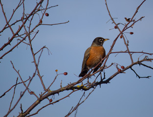 robin on a branch