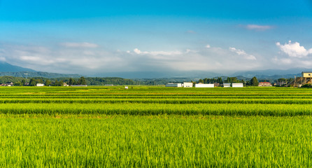 Panoramic view of Rice fields in Tsuruoka, Yamagata Prefecture, Japan