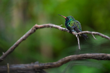 Fototapeta premium Green Hummingbird