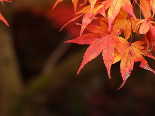 紅葉したモミジの葉のアップ