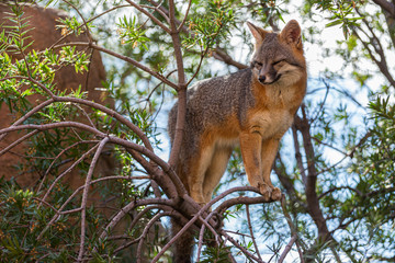 Grey Fox