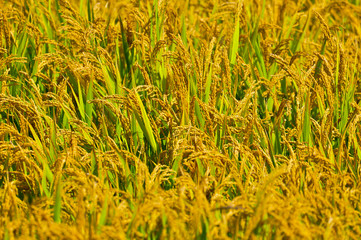 Mature rice in the field
